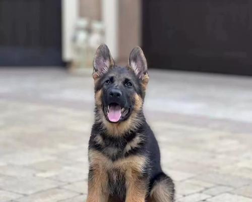 德牧平背犬幼崽的价格是多少？如何判断其纯种性？