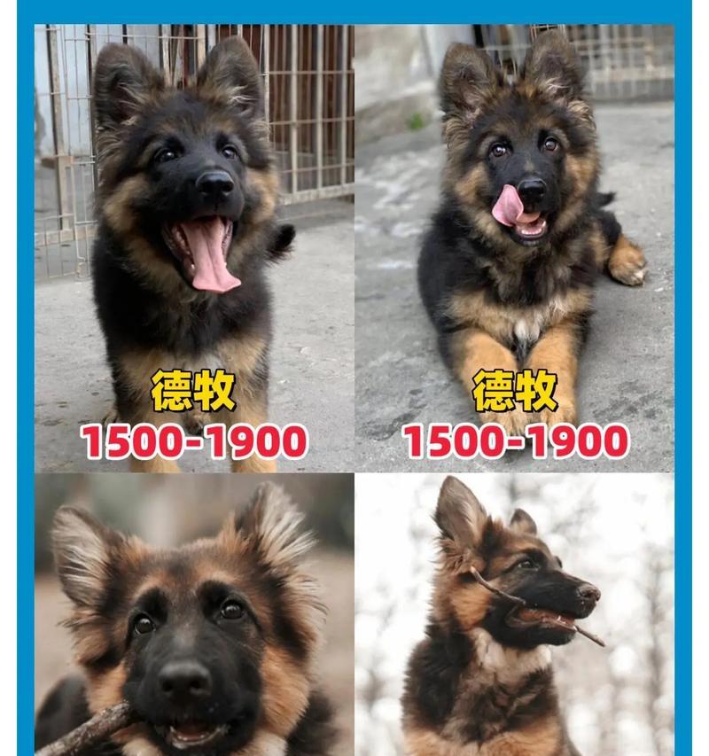 惠州德牧狗场直销的价格是多少？