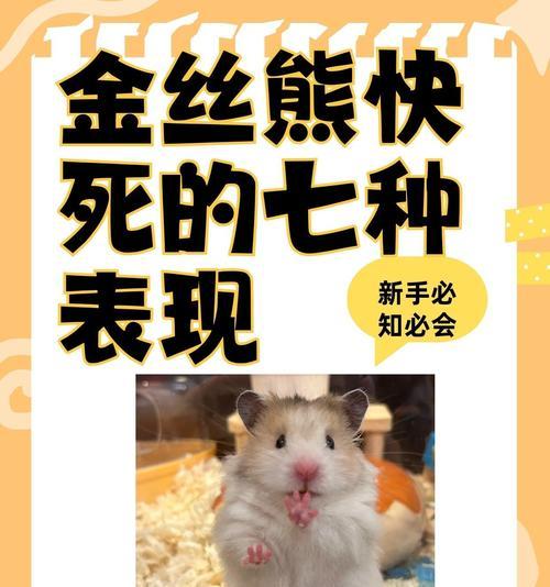 金丝熊误食猫粮怎么办？如何处理这种情况？