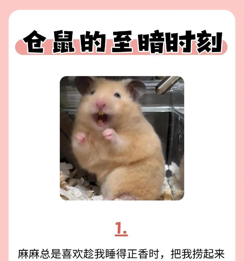 金丝熊误食猫粮怎么办？如何处理这种情况？