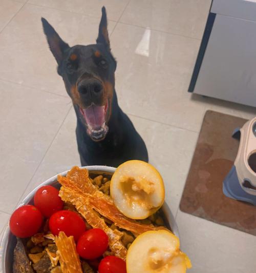 两个月杜宾犬的日常狗粮摄入量是多少？如何合理喂食？