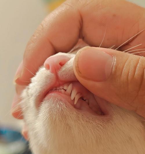 猫用哪些牙齿吃猫粮？