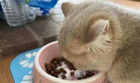 猫用哪些牙齿吃猫粮？
