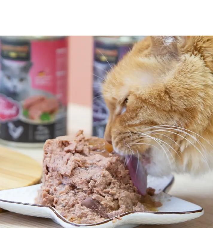 吃猫罐头猫粮会不吃吗？这是什么原因导致的？