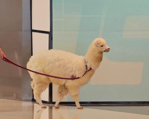 植物园孔雀羊驼的饲养方法是什么？