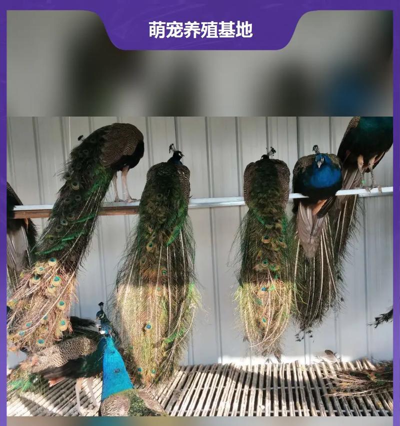 植物园孔雀羊驼的饲养方法是什么？