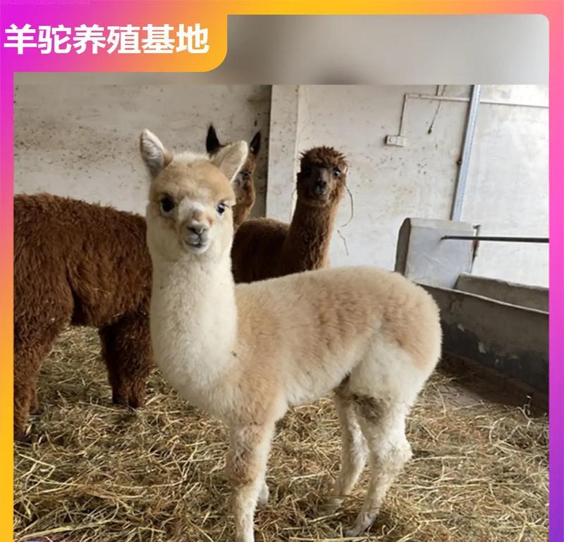 植物园孔雀羊驼的饲养方法是什么？