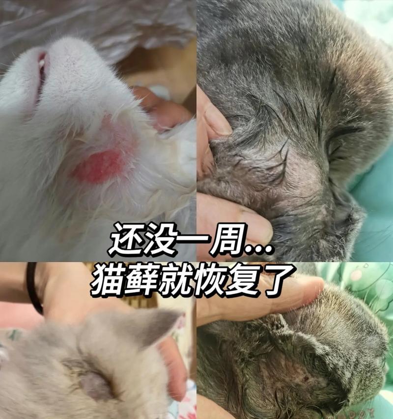 布偶猫换粮后长猫藓了怎么回事？换粮与猫藓之间有何关联？