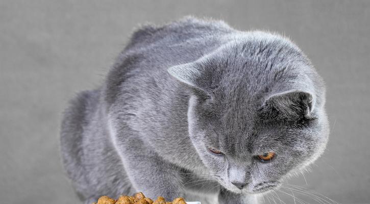 猫咪看见猫粮就叫唤如何处理？怎样安抚它？