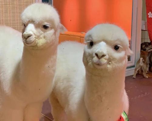 乌鲁木齐有羊驼的商场叫什么？在哪里可以购买到羊驼？