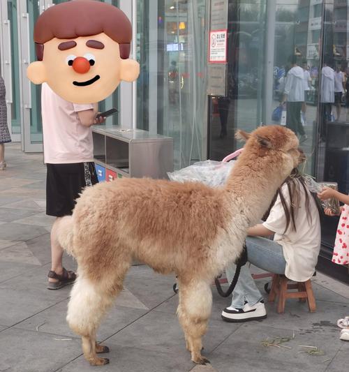 乌鲁木齐有羊驼的商场叫什么？在哪里可以购买到羊驼？