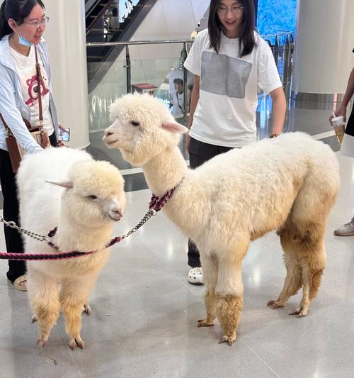 中国有羊驼吗？它们的分布和原因是什么？