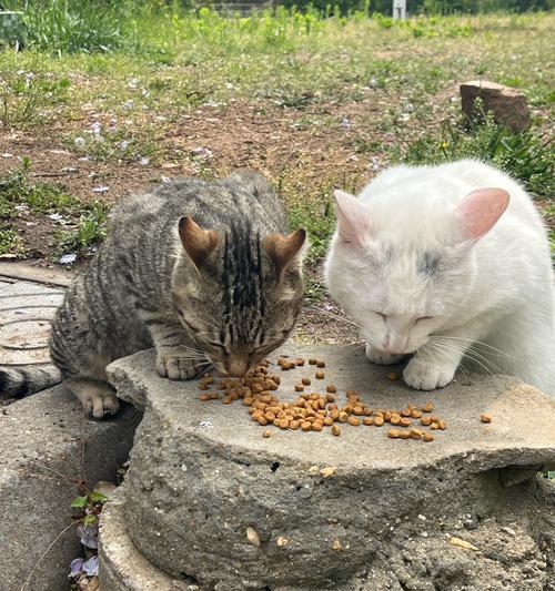 流浪猫粮的正确投喂方式是什么？