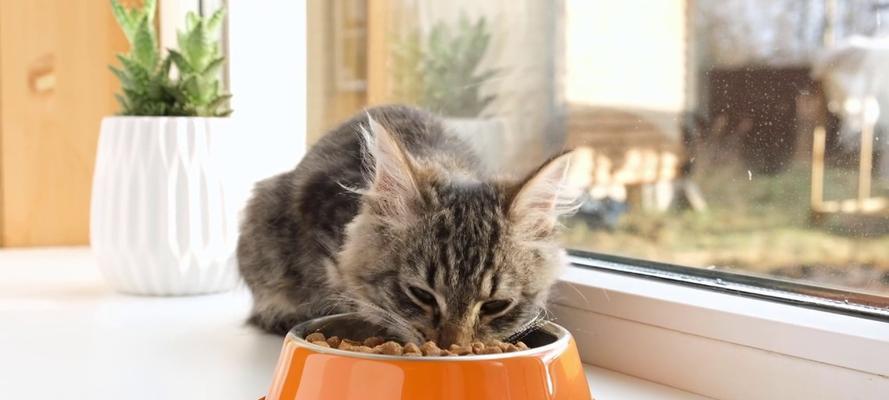猫咪空碗时如何正确喂食猫粮？