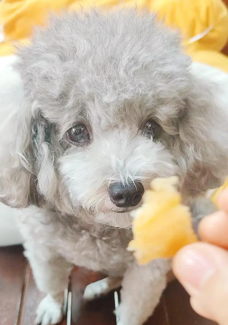 自制狗粮后狗狗拒食商业狗粮怎么办？