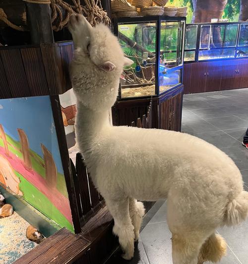 羊驼风格转换器的使用方法是什么？有哪些功能？