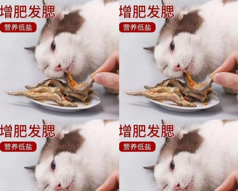 小猫吃鱼骨不吃猫粮怎么回事？这是正常的饮食习惯吗？