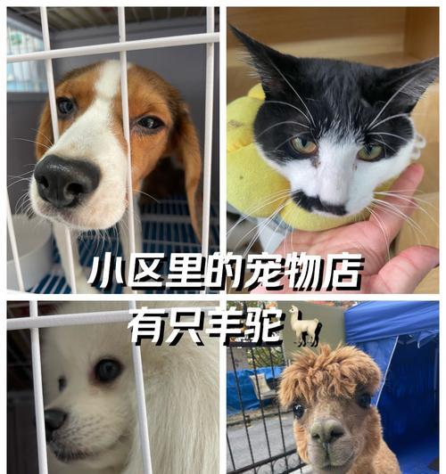 羊驼修剪工具怎么用？正确的使用方法是什么？