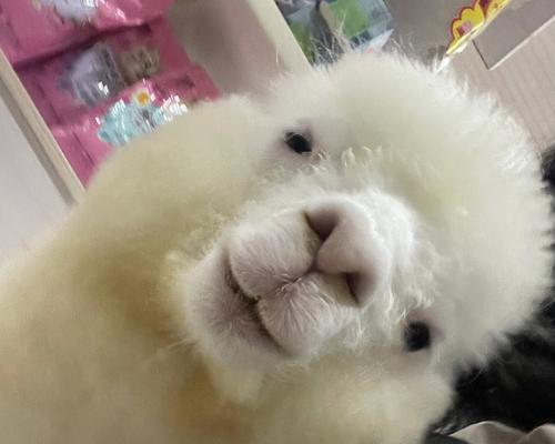 有飞机的羊驼是什么狗狗？这种狗狗有何特别之处？