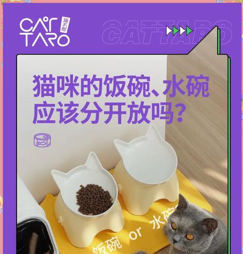 猫碗中水和食物放置的区别有何影响？