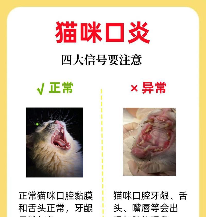 为何吃猫粮会导致口腔炎复发？