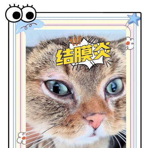 流浪猫吃猫粮流泪的原因是什么？