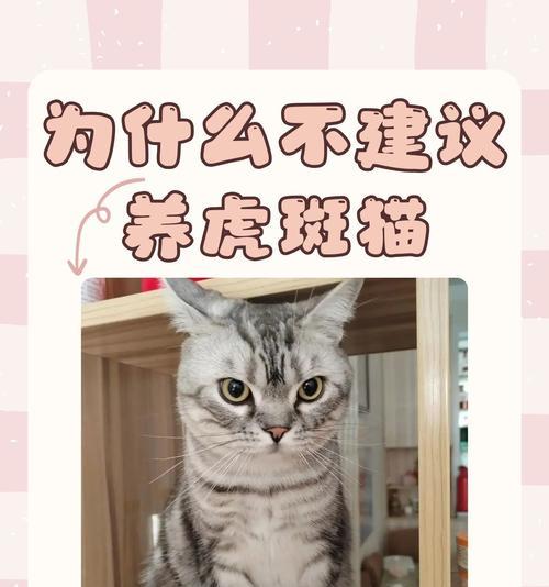 银虎斑猫不爱吃猫粮吗？如何解决这个问题？