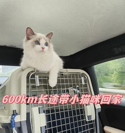 航空箱内如何放置猫砂和猫粮？有哪些技巧？