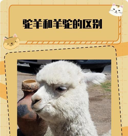羊驼怎么叫羊？羊驼的叫声和羊有什么区别？
