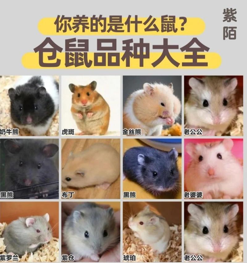 哪种仓鼠最有趣？养仓鼠有哪些好玩的品种推荐？