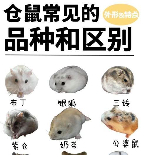 哪种仓鼠最有趣？养仓鼠有哪些好玩的品种推荐？