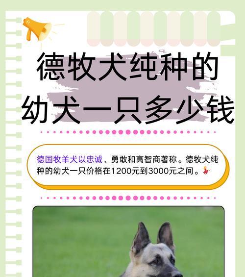 德牧一岁成年体重是多少？如何判断德牧是否健康？