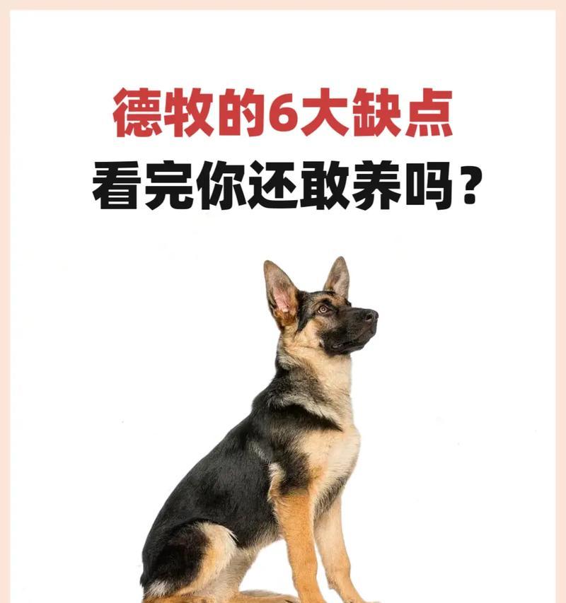 德牧一岁成年体重是多少？如何判断德牧是否健康？