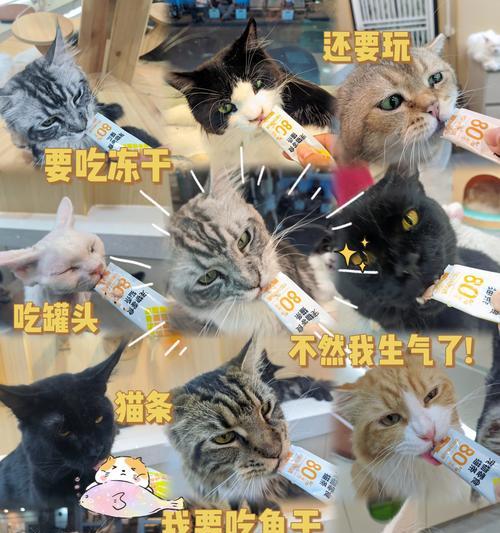 猫对火鸡成分过敏应如何处理？