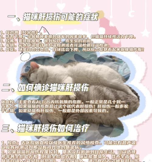 猫咪肝脏问题应选择哪种猫粮？如何为肝脏有问题的猫咪挑选猫粮？