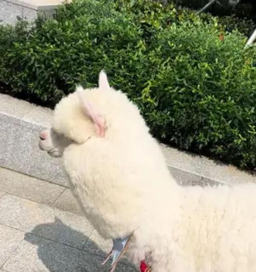 羊驼蹬应该放在哪个位置才能更美观？
