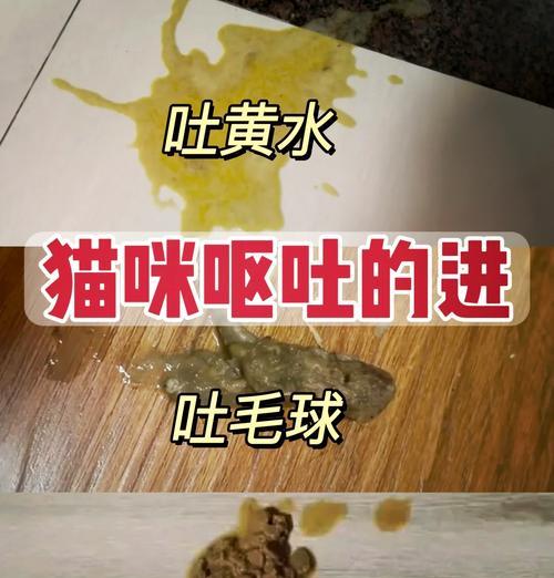 猫粮导致呕吐严重时会致命吗？