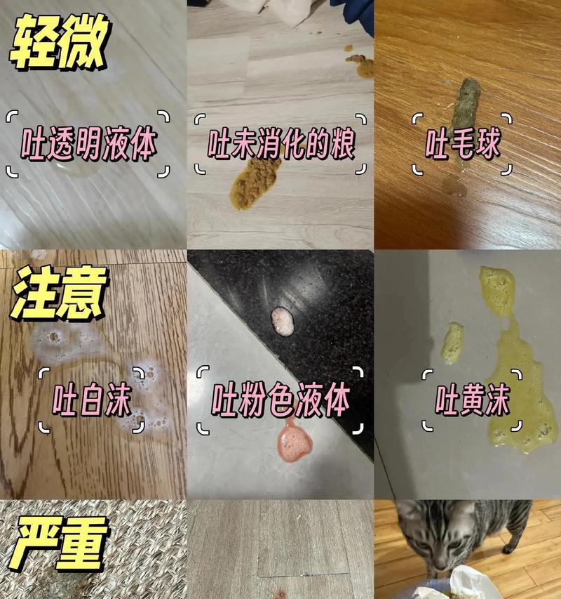 猫粮导致呕吐严重时会致命吗？