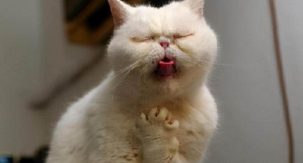 猫粮导致呕吐严重时会致命吗？