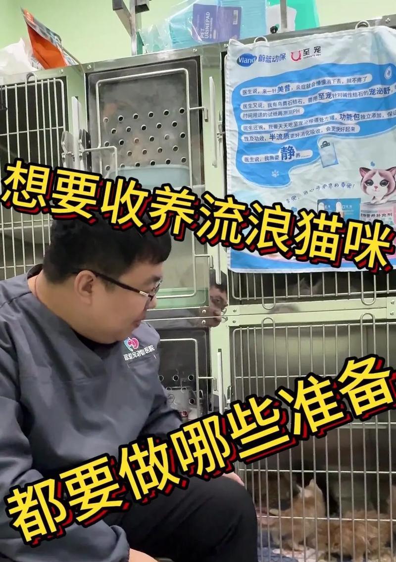 流浪猫更爱吃猫粮如何处理？