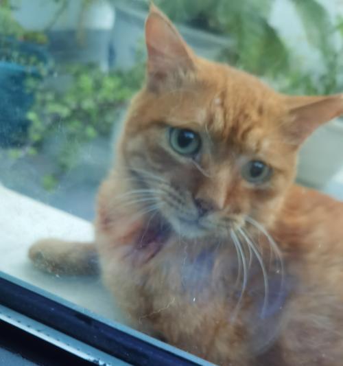 吃猫粮臭脸猫会怎么样？表情变化的原因和应对策略是什么？