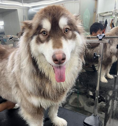 吃猫粮臭脸猫会怎么样？表情变化的原因和应对策略是什么？