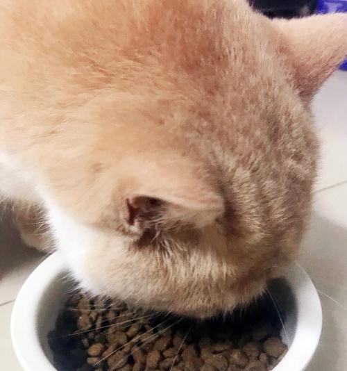 吃猫粮臭脸猫会怎么样？表情变化的原因和应对策略是什么？