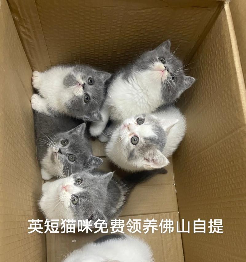 蓝白猫幼猫猫粮选择？哪种更适合？