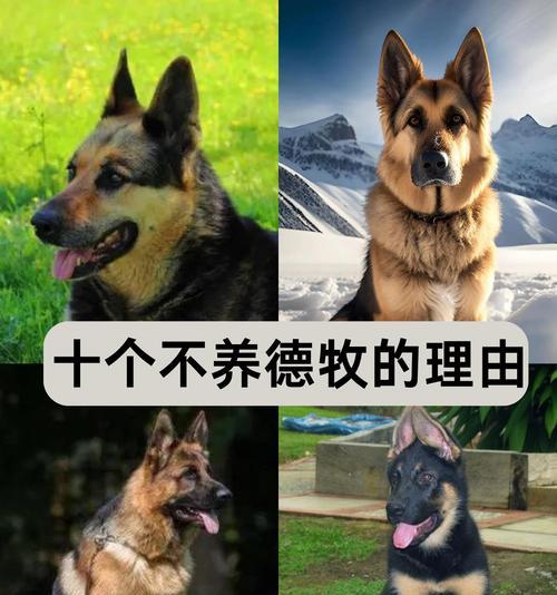 德牧的理想体重是多少斤？
