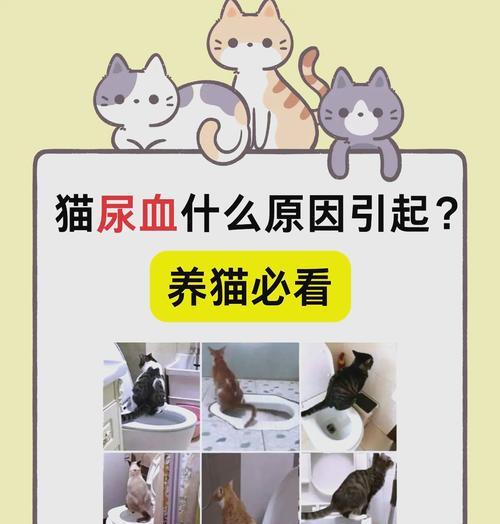猫咪吃猫粮时总是撒出来是为什么？如何解决？