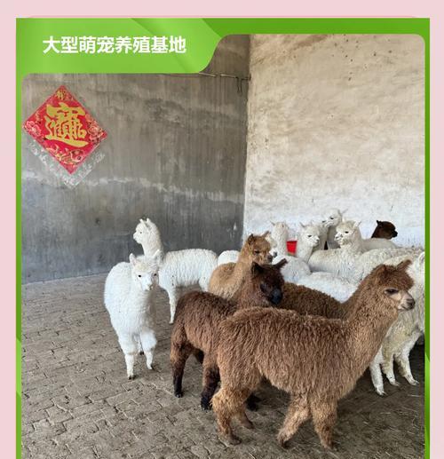 如何正确喂食羊驼以保证其健康？