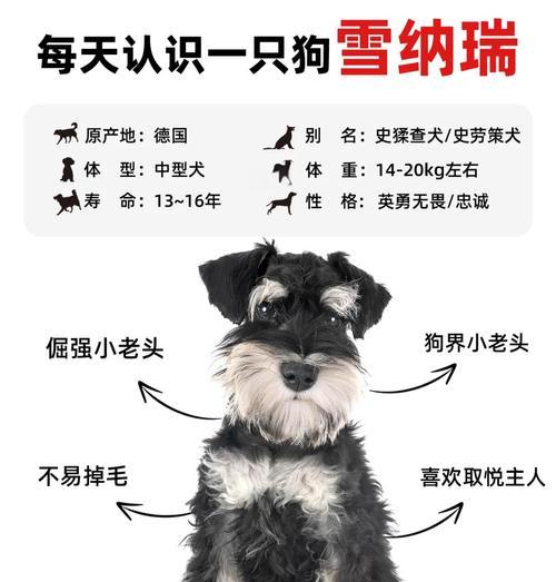 雪纳瑞的生殖率有多高？繁殖能力如何？