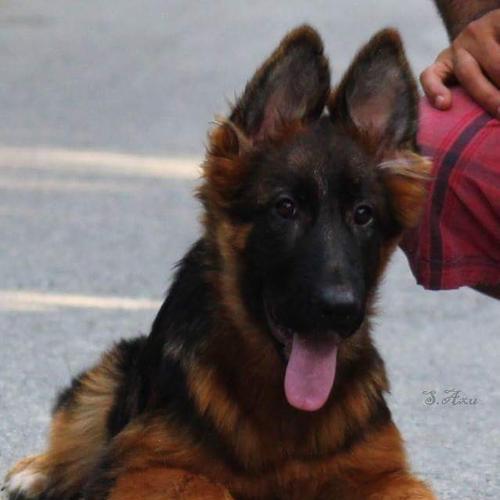 双江德牧幼犬售价是多少？