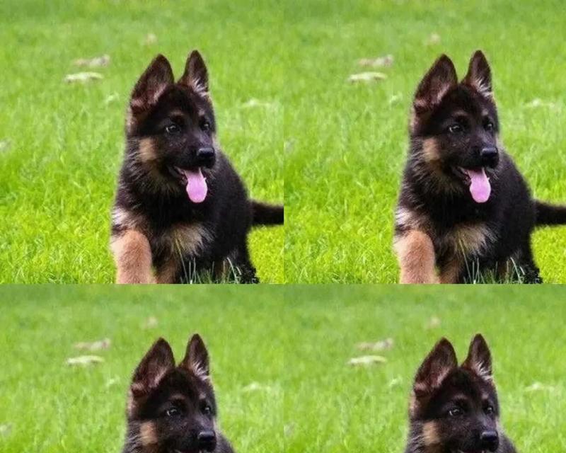 双江德牧幼犬售价是多少？